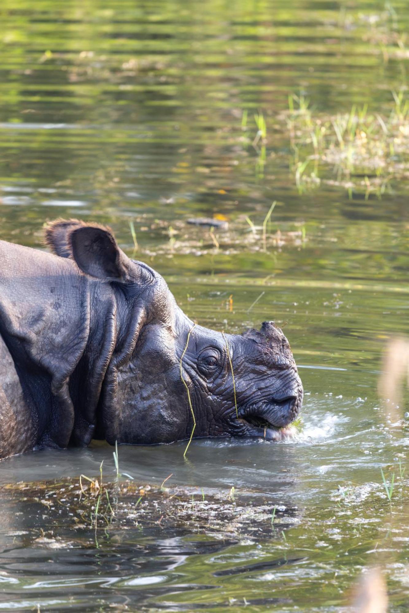 Sanctuary Chitwan National Park Exteriér fotografie