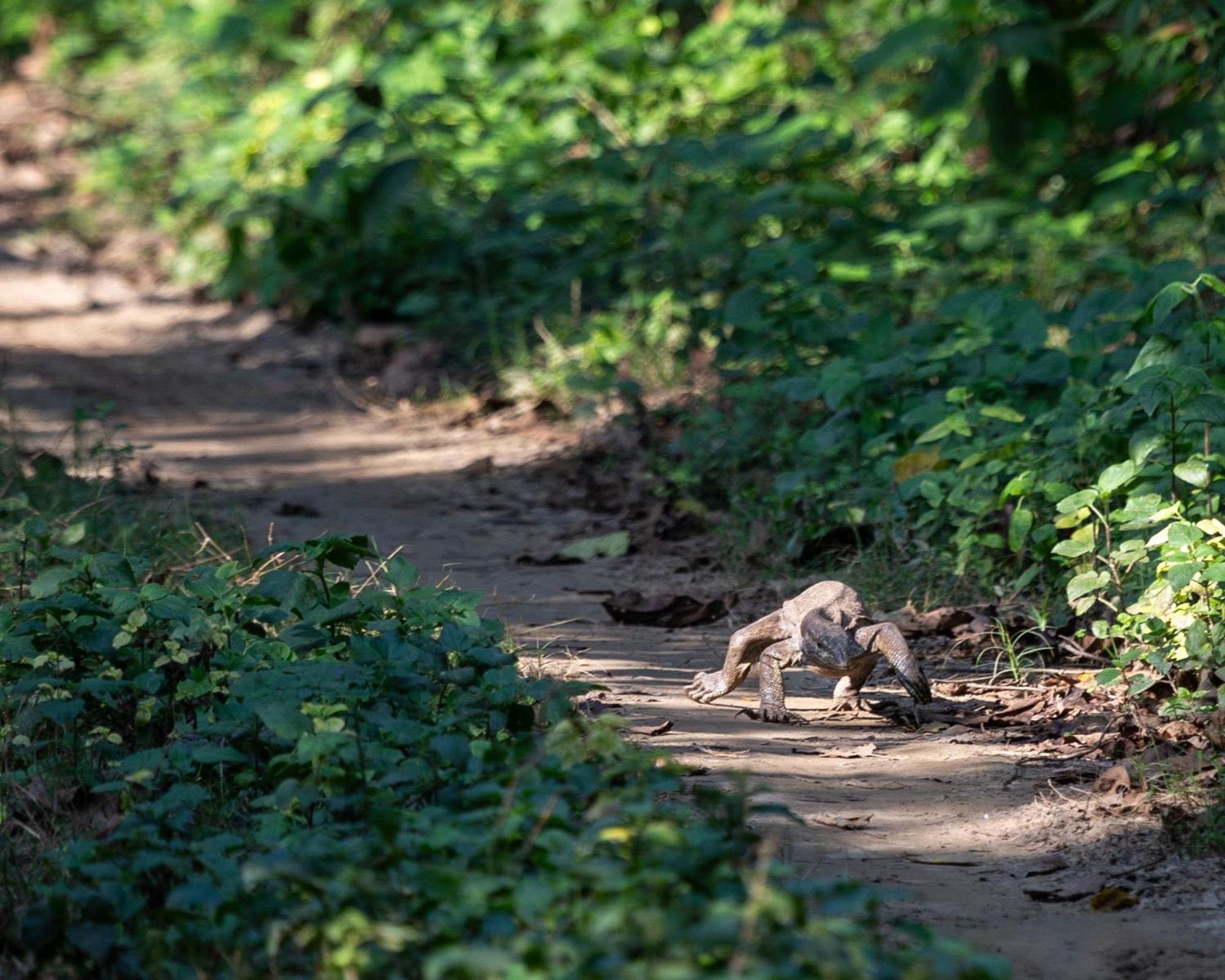 Sanctuary Chitwan National Park Exteriér fotografie